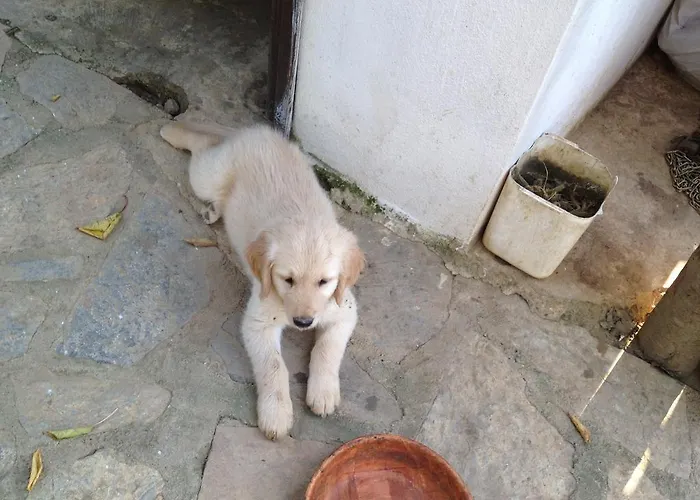 Penzion Salkim Konak Ve Agac Evler *