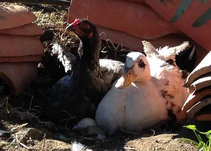 Salkim Konak Ve Agac Evler Penzion *