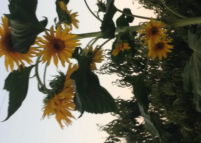 Penzion Salkim Konak Ve Agac Evler