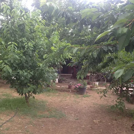 Salkim Konak Ve Agac Evler سلجوك
