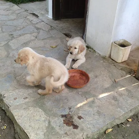 Salkim Konak Ve Agac Evler سلجوك