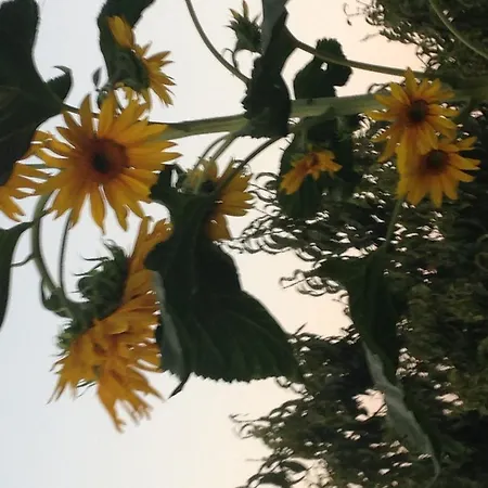 بيت ضيافة Salkim Konak Ve Agac Evler