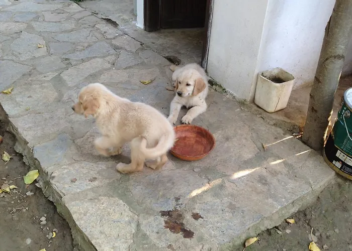 Salkim Konak Ve Agac Evler Сельчук