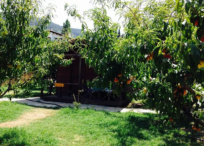 Salkim Konak Ve Agac Evler *