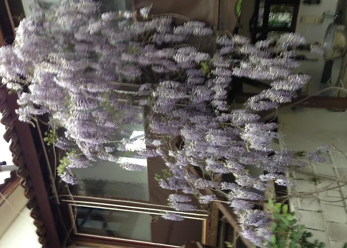 Salkim Konak Ve Agac Evler بيت ضيافة سلجوك